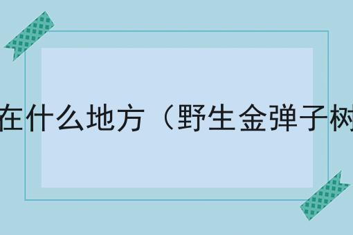 野生金弹子树一般都长在什么地方（野生金弹子树一般都长在什么环境）