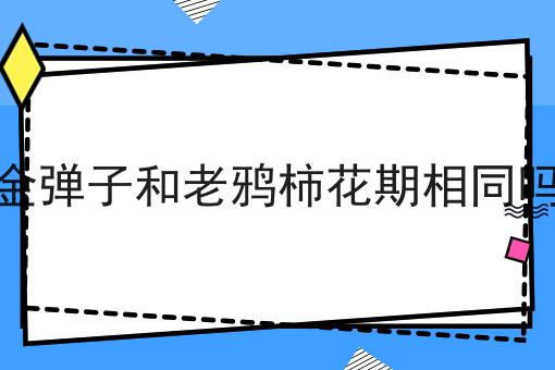 金弹子和老鸦柿花期相同吗