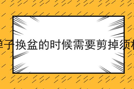 金弹子换盆的时候需要剪掉须根吗