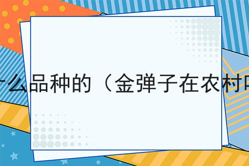 金弹子在农村叫什么品种的（金弹子在农村叫什么品种的花）