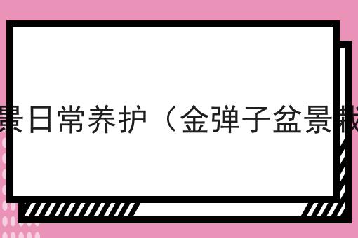 金弹子盆景日常养护（金弹子盆景栽培技术）