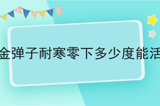 金弹子耐寒零下多少度能活