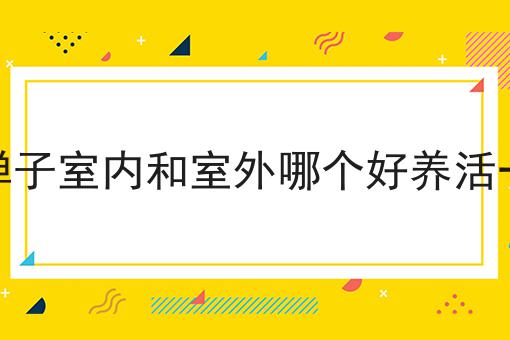 金弹子室内和室外哪个好养活一点