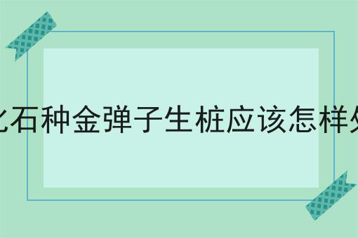 风化石种金弹子生桩应该怎样处理