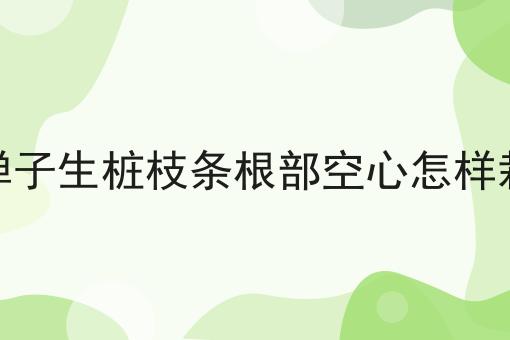 金弹子生桩枝条根部空心怎样栽种