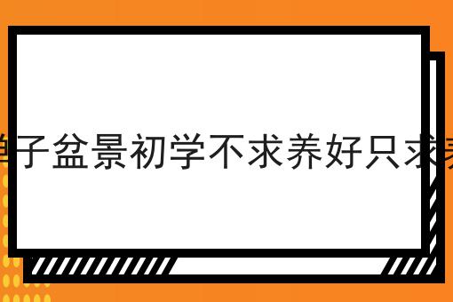 金弹子盆景初学不求养好只求养活