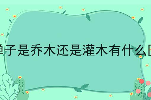 金弹子是乔木还是灌木有什么区别