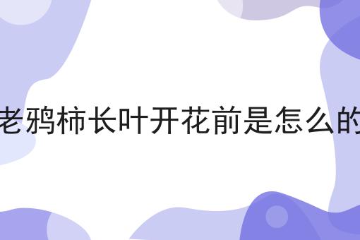 老鸦柿长叶开花前是怎么的