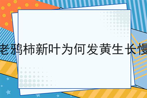 老鸦柿新叶为何发黄生长慢