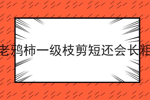 老鸦柿一级枝剪短还会长粗