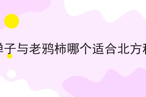 金弹子与老鸦柿哪个适合北方种植