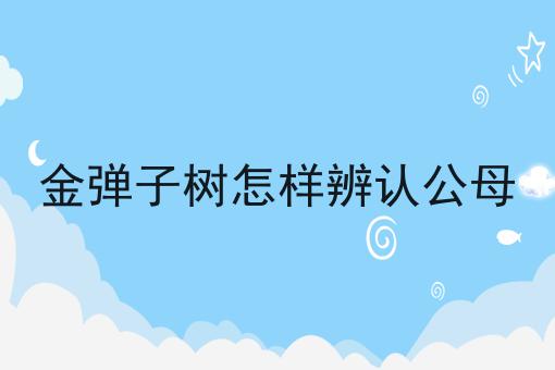 金弹子树怎样辨认公母