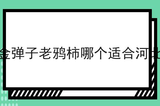 金弹子老鸦柿哪个适合河北