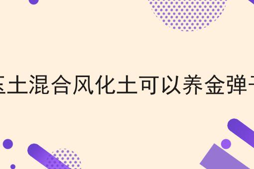 赤玉土混合风化土可以养金弹子吗