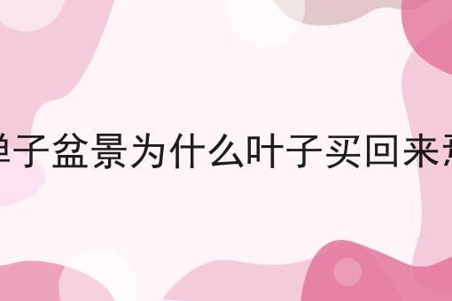 金弹子盆景为什么叶子买回来焉了