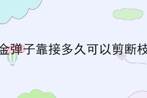 金弹子靠接多久可以剪断枝