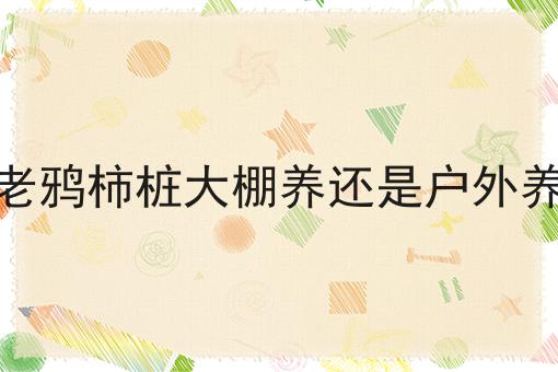 老鸦柿桩大棚养还是户外养