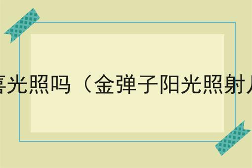 金弹子喜光照吗（金弹子阳光照射几小时）