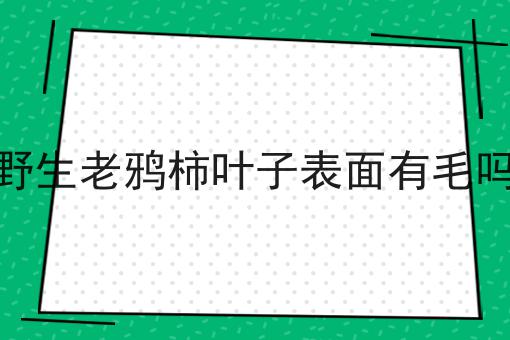 野生老鸦柿叶子表面有毛吗