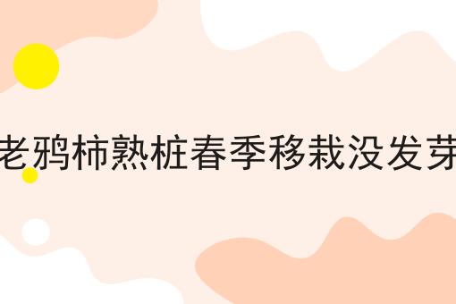 老鸦柿熟桩春季移栽没发芽