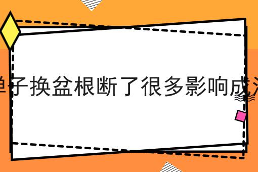 金弹子换盆根断了很多影响成活吗