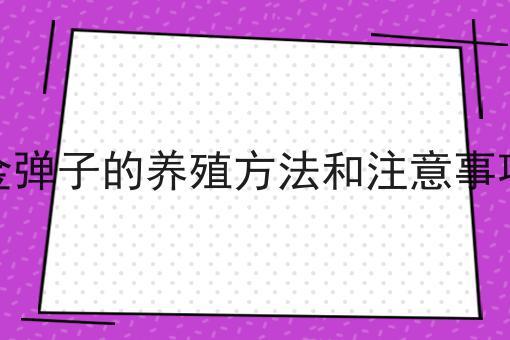 金弹子的养殖方法和注意事项