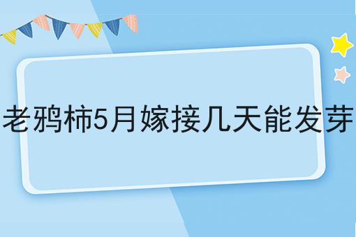 老鸦柿5月嫁接几天能发芽