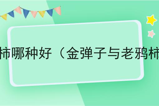 金弹子与老鸦柿哪种好（金弹子与老鸦柿哪种好养活）