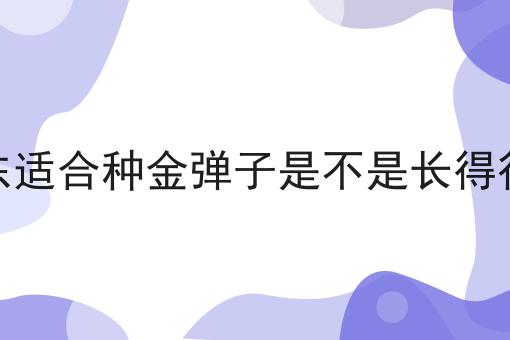 广东适合种金弹子是不是长得很快