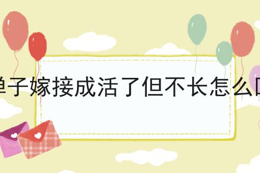 金弹子嫁接成活了但不长怎么回事