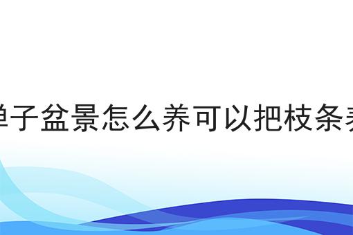 金弹子盆景怎么养可以把枝条养粗