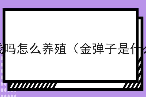 金弹子树值钱吗怎么养殖（金弹子是什么树多少钱）