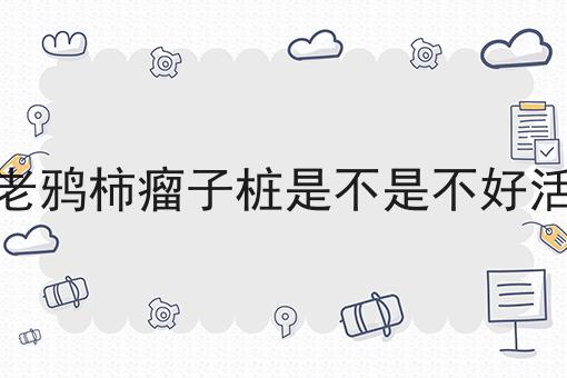 老鸦柿瘤子桩是不是不好活