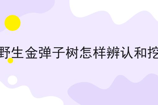 野生金弹子树怎样辨认和挖