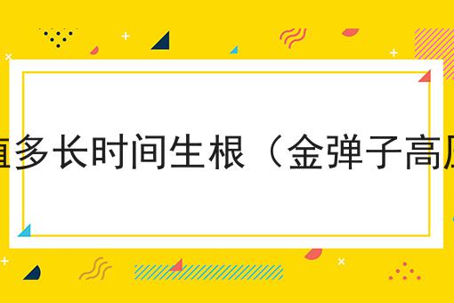 金弹子高压繁殖多长时间生根（金弹子高压繁殖的时间）