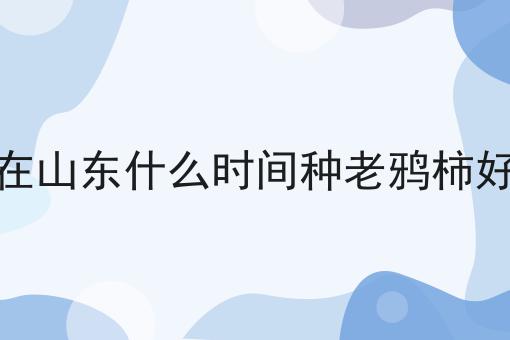 在山东什么时间种老鸦柿好