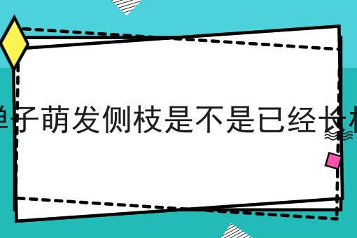 金弹子萌发侧枝是不是已经长根了