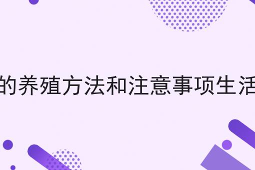 金弹子的养殖方法和注意事项生活万人迷