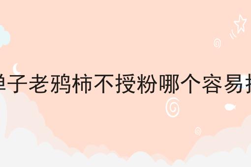 金弹子老鸦柿不授粉哪个容易挂果