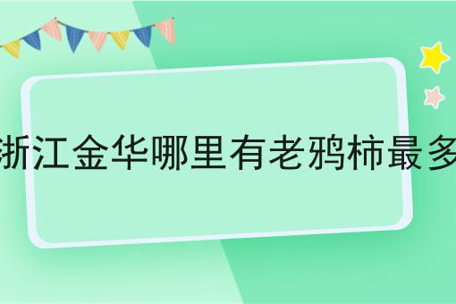 浙江金华哪里有老鸦柿最多