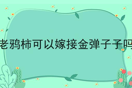 老鸦柿可以嫁接金弹子子吗