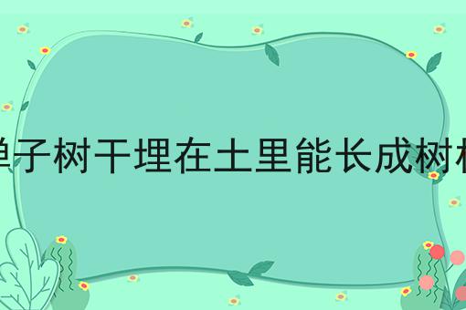 金弹子树干埋在土里能长成树根吗