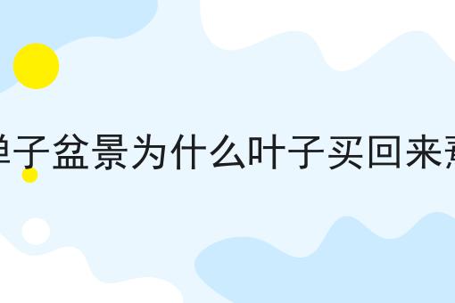 金弹子盆景为什么叶子买回来蔫了