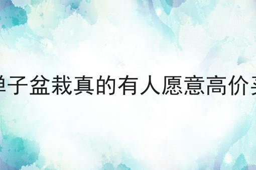 金弹子盆栽真的有人愿意高价买吗