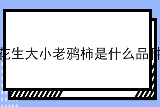 花生大小老鸦柿是什么品种