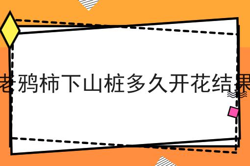 老鸦柿下山桩多久开花结果