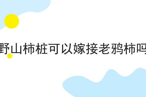 野山柿桩可以嫁接老鸦柿吗