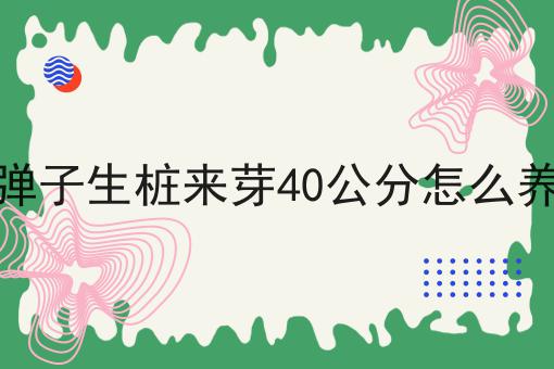 金弹子生桩来芽40公分怎么养护