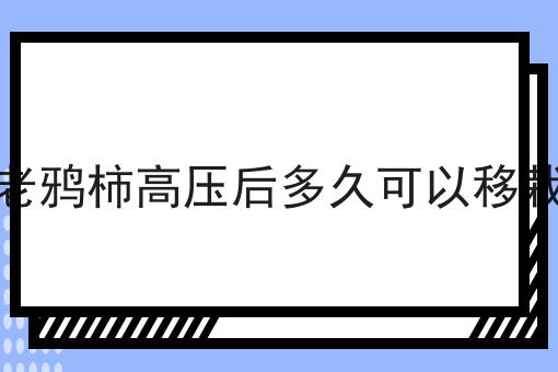 老鸦柿高压后多久可以移栽