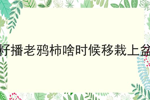 籽播老鸦柿啥时候移栽上盆